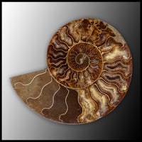 AMM283 Ammonite Polished Pair