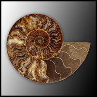 AMM283 Ammonite Polished Pair