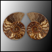 AMM283 Ammonite Polished Pair