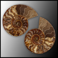 AMM283 Ammonite Polished Pair