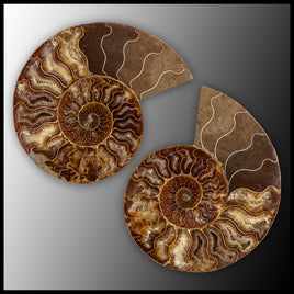 AMM283 Ammonite Polished Pair
