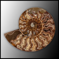AMM284 Ammonite Polished Pair