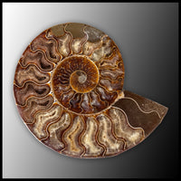 AMM284 Ammonite Polished Pair