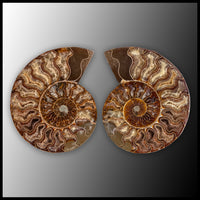 AMM284 Ammonite Polished Pair