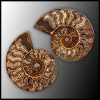 AMM284 Ammonite Polished Pair