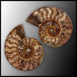 AMM284 Ammonite Polished Pair