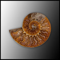 AMM285 Ammonite Polished Pair