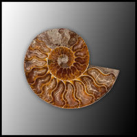 AMM285 Ammonite Polished Pair