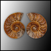 AMM285 Ammonite Polished Pair