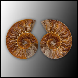 AMM285 Ammonite Polished Pair