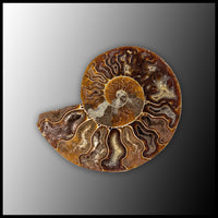 AMM286 Ammonite Polished Pair