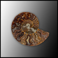 AMM286 Ammonite Polished Pair
