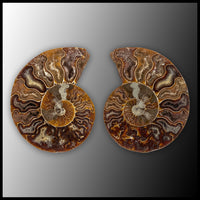 AMM286 Ammonite Polished Pair