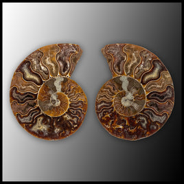 AMM286 Ammonite Polished Pair