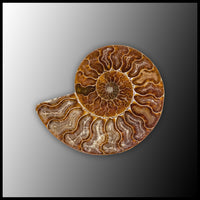 AMM287 Ammonite Polished Pair