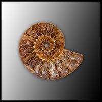 AMM287 Ammonite Polished Pair