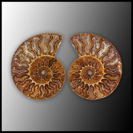 AMM287 Ammonite Polished Pair
