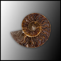 AMM288 Ammonite Polished Pair
