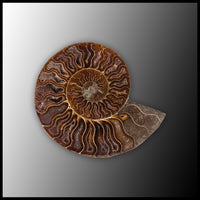 AMM288 Ammonite Polished Pair