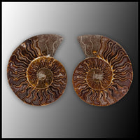 AMM288 Ammonite Polished Pair