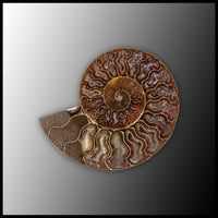 AMM289 Ammonite Polished Pair