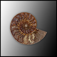 AMM289 Ammonite Polished Pair