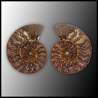 AMM289 Ammonite Polished Pair