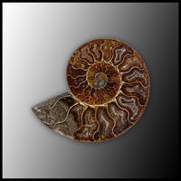 AMM290 Ammonite Polished Pair
