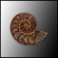 AMM290 Ammonite Polished Pair