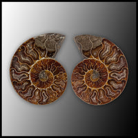 AMM290 Ammonite Polished Pair