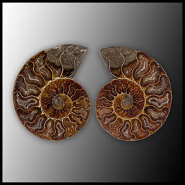 AMM290 Ammonite Polished Pair