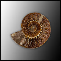 AMM291 Ammonite Polished Pair