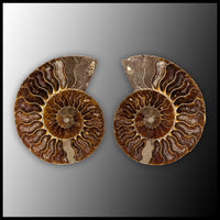 AMM291 Ammonite Polished Pair