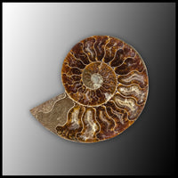 AMM292 Ammonite Polished Pair