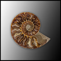 AMM292 Ammonite Polished Pair