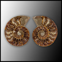 AMM292 Ammonite Polished Pair