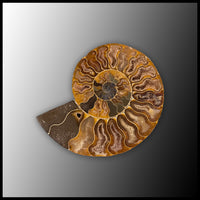 AMM293 Ammonite Polished Pair