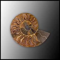 AMM293 Ammonite Polished Pair