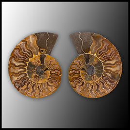 AMM293 Ammonite Polished Pair