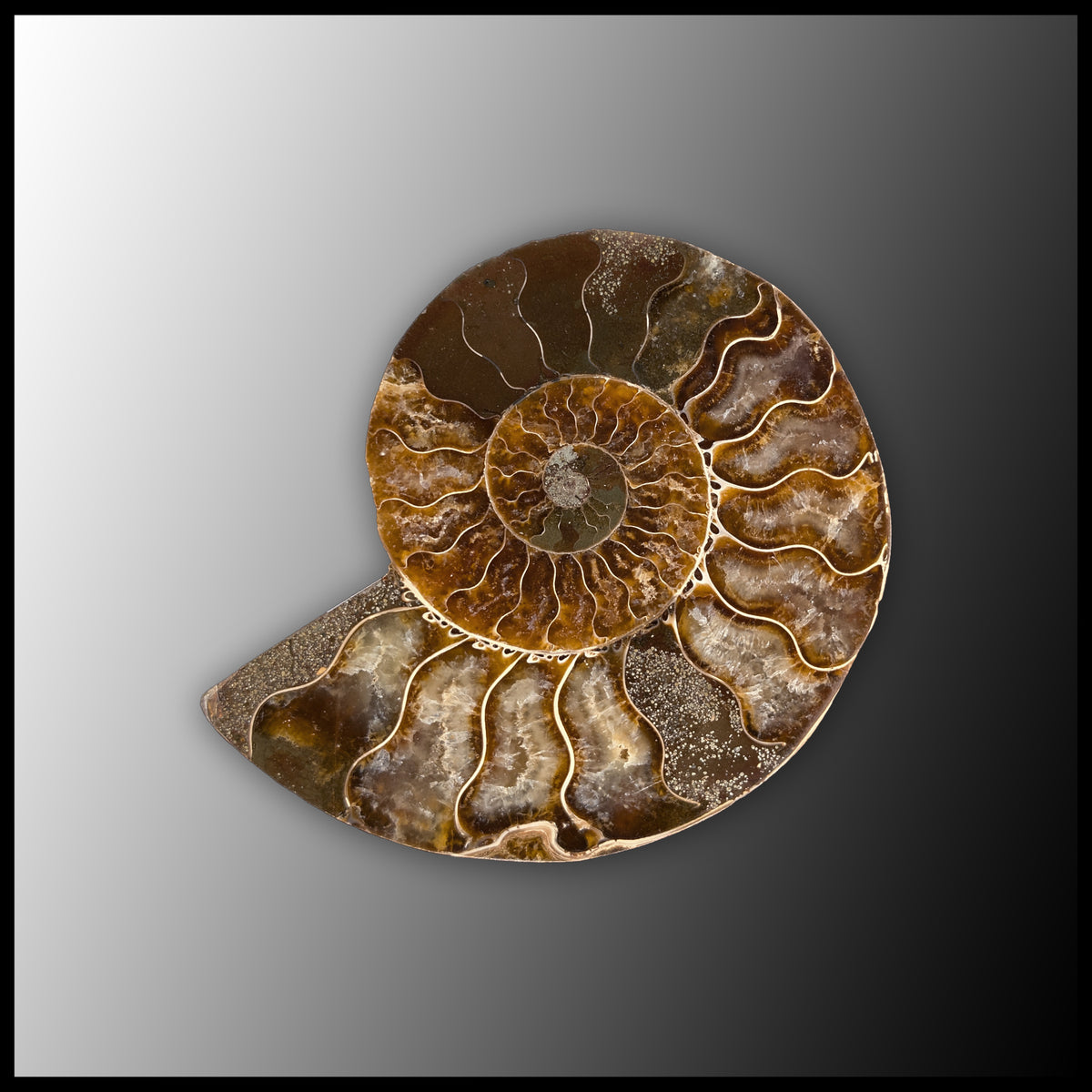 AMM294 Ammonite Polished Pair| The Gem Shop, Inc.
