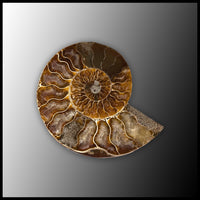 AMM294 Ammonite Polished Pair