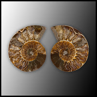 AMM294 Ammonite Polished Pair