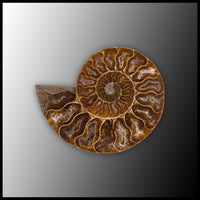 AMM295 Ammonite Polished Pair
