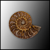 AMM295 Ammonite Polished Pair