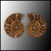 AMM295 Ammonite Polished Pair
