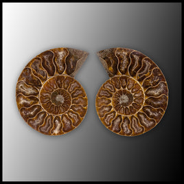 AMM295 Ammonite Polished Pair