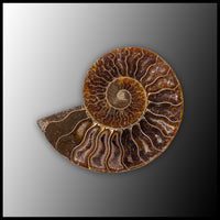 AMM296 Ammonite Polished Pair
