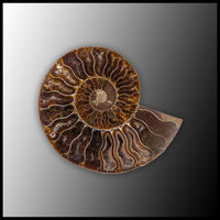 AMM296 Ammonite Polished Pair