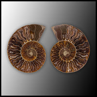 AMM296 Ammonite Polished Pair
