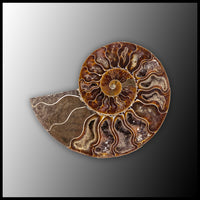 AMM297 Ammonite Polished Pair